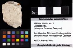 Foto (Objket + Etiketten) von Decapoda indet. 